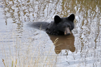 Black Bear 2019-09-02