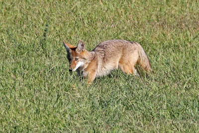 Coyote 2019-09-21