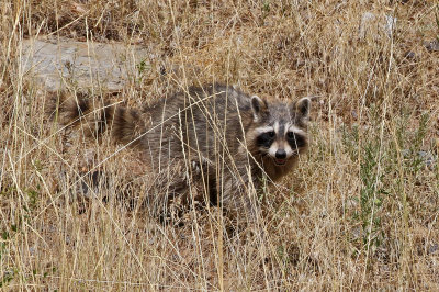 Raccoon 2019-09-02