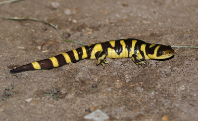 Barred Tiger Salamander 2019-09-10