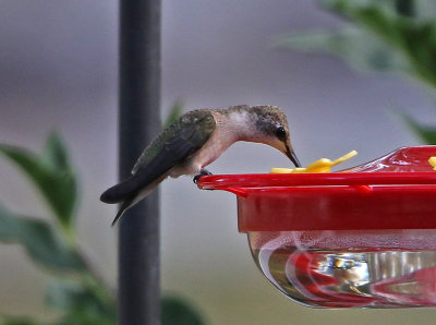 Black-chinned Hummingbird 2019-08-19