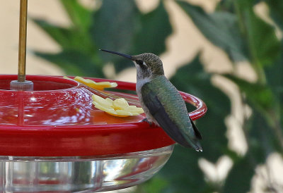 Black-chinned Hummingbird 2019-09-03