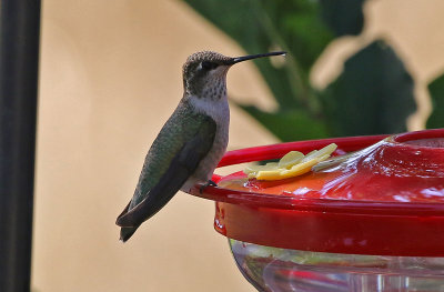 Black-chinned Hummingbird 2019-09-09