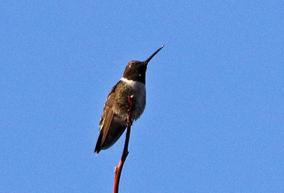Black-chinned Hummingbird 2019-09-10