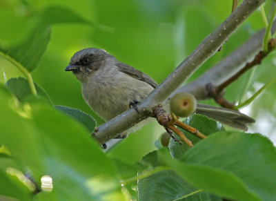 Bushtit 2019-08-07