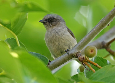 Bushtit 2019-08-07