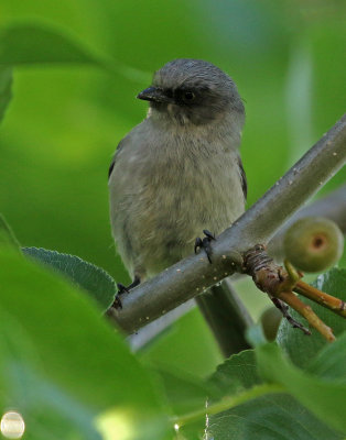 Bushtit 2019-08-07