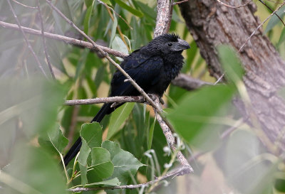 Groove-billed Ani 2019-09-08