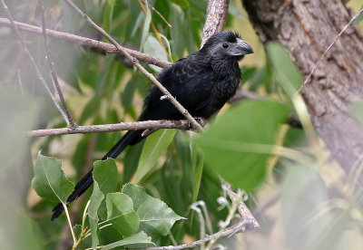 Groove-billed Ani 2019-09-08