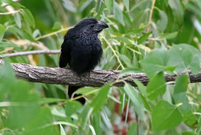 Groove-billed Ani 2019-09-08