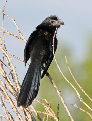 Groove-billed Ani 2019-09-10