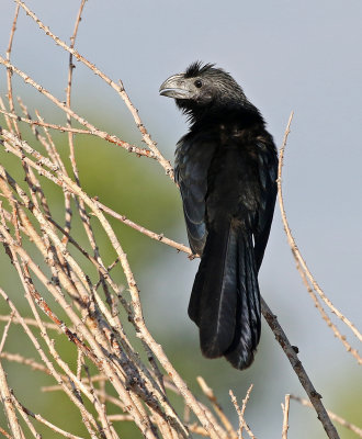 Groove-billed Ani 2019-09-10