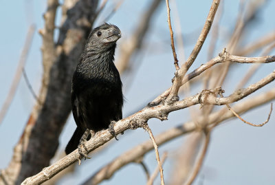 Groove-billed Ani 2019-09-10