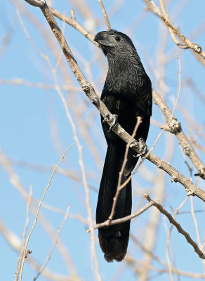 Groove-billed Ani 2019-09-10