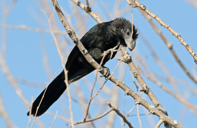 Groove-billed Ani 2019-09-10