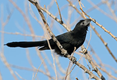 Groove-billed Ani 2019-09-10