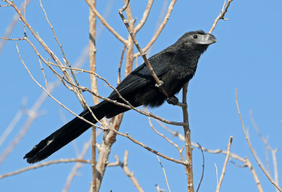 Groove-billed Ani 2019-09-10