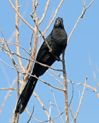 Groove-billed Ani 2019-09-10