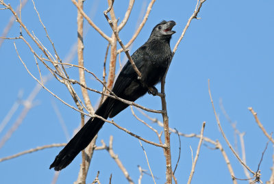 Groove-billed Ani 2019-09-10