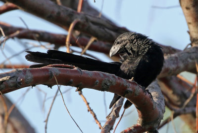 Groove-billed Ani 2019-09-10
