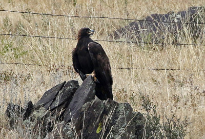 Golden Eagle 2019-09-02