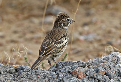 Lark Bunting 2019-09-08