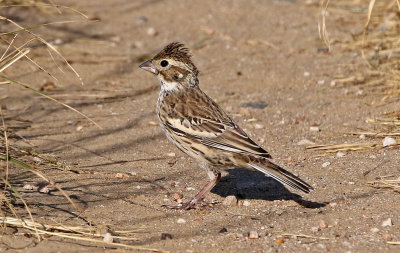 Lark Bunting 2019-09-10