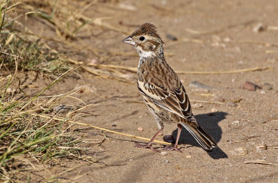 Lark Bunting 2019-09-10