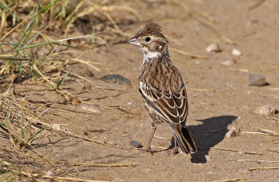 Lark Bunting 2019-09-10