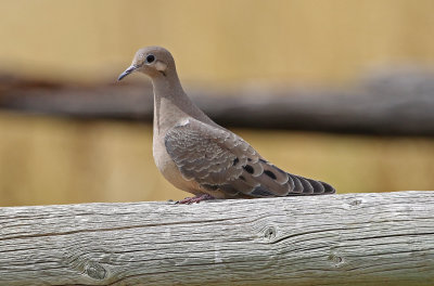 Mourning Dove 2019-09-02