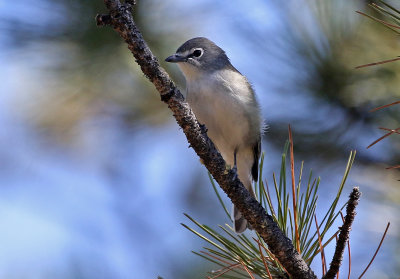 Plumbeous Vireo 2019-09-08
