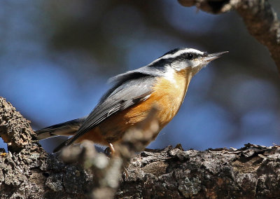 Red-breasted Nuthatch 2019-09-08