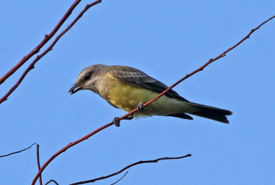Western Kingbird 2019-09-10