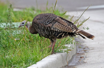 Wild Turkey 2019-08-08
