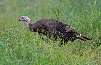 Wild Turkey 2019-08-08