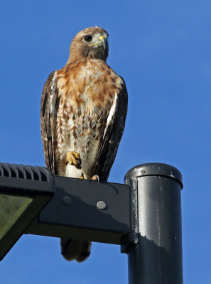 Red-tailed Hawk 2019-08-10