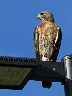 Red-tailed Hawk 2019-08-10