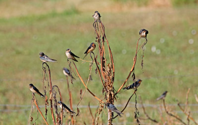 Barn Swallow 2019-08-15