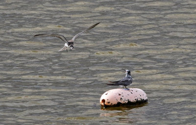 Black Tern 2019-08-11
