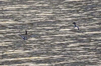 Black Tern 2019-08-11
