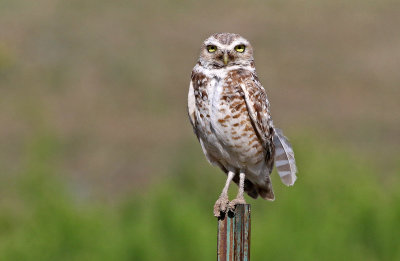Burrowing Owl 2019-08-13