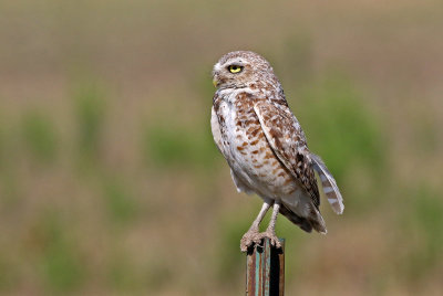 Burrowing Owl 2019-08-13