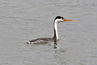 Clark's Grebe 2019-08-23