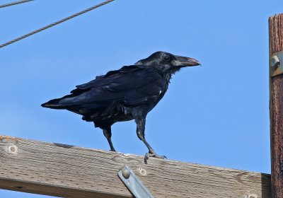 Common Raven 2019-08-12