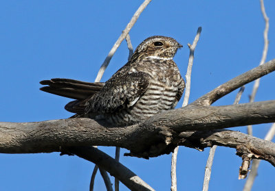 Common Nighthawk 2019-08-13