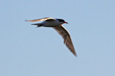 Common Tern 2019-08-13