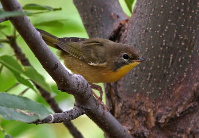 Common Yellowthroat 2019-08-30