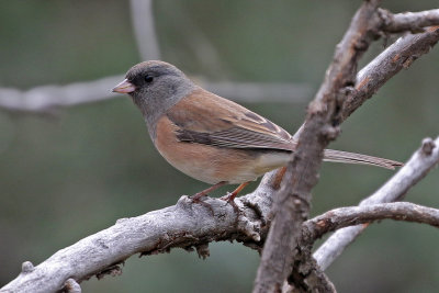 Dark-eyed Junco 2019-09-28