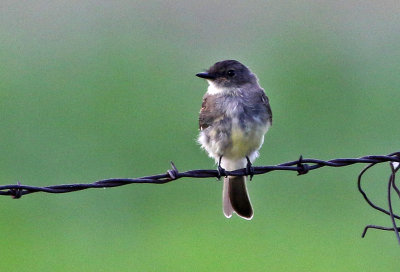 Eastern Phoebe 2019-08-12