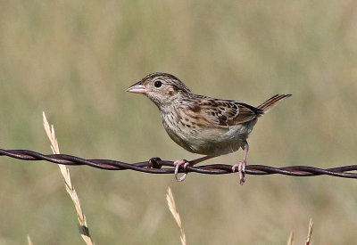 Grasshopper Sparrow 2019-08-13